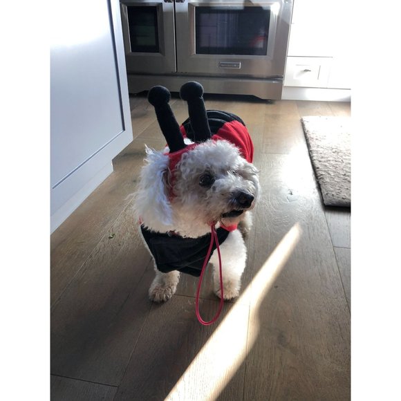 Target Ladybug Dog Costume Size Large 18 inch Halloween 2 Piece Lady Bug - Picture 12 of 16